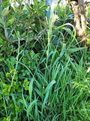 Arrhenatherum elatius