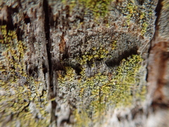 Chaenotheca chrysocephala