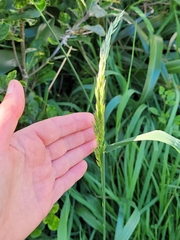 Arrhenatherum elatius