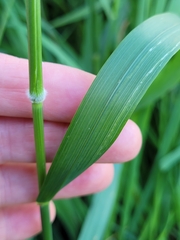 Arrhenatherum elatius