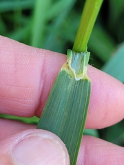 Arrhenatherum elatius
