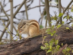 Funambulus pennantii