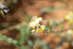 Enarthrocarpus strangulatus