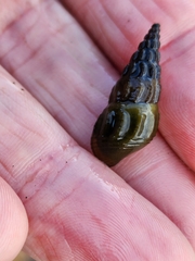 Juga plicifera