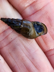 Juga plicifera
