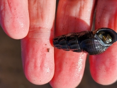 Juga plicifera