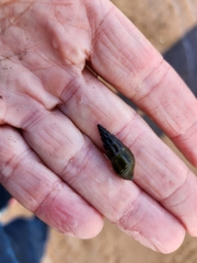 Juga plicifera