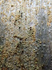 Chaenotheca ferruginea