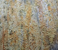 Chaenotheca ferruginea