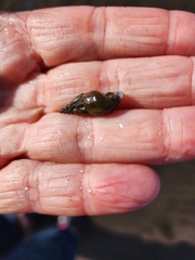 Juga plicifera