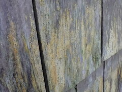 Chaenotheca ferruginea