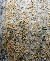 Chaenotheca ferruginea