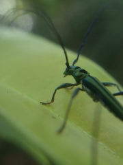 Chloridolum thomsoni