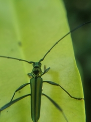 Chloridolum thomsoni