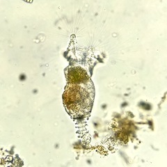 Collotheca
