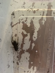 Teleogryllus commodus