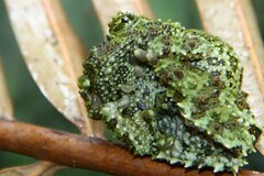 Theloderma corticale