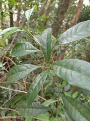 Osmanthus matsumuranus