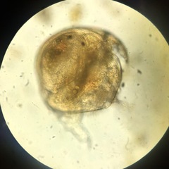 Chydoridae