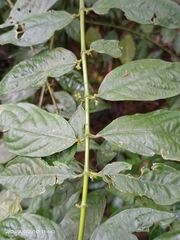 Lasianthus micranthus