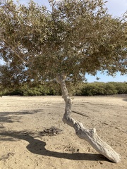 Avicennia marina