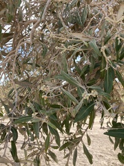 Avicennia marina
