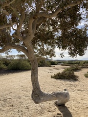 Avicennia marina