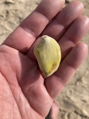 Avicennia marina