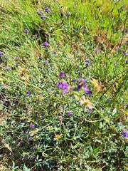 Medicago sativa