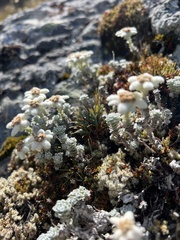 Leucogenes grandiceps