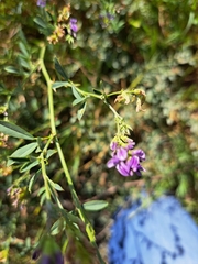 Medicago sativa