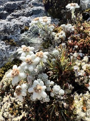 Leucogenes grandiceps