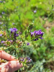 Medicago sativa