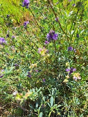 Medicago sativa