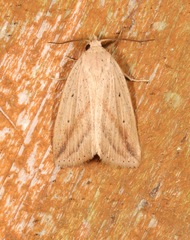Amolita obliqua
