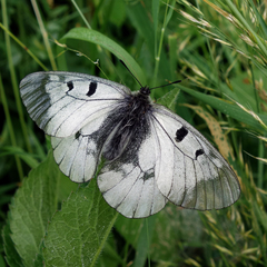 Parnassius mnemosyne