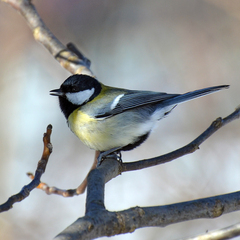 Parus major major