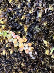 Epilobium brunnescens