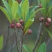 Ficus variolosa - Photo (c) Kenny,  זכויות יוצרים חלקיות (CC BY-NC-SA)