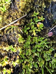 Coprosma perpusilla