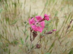 Silene colorata