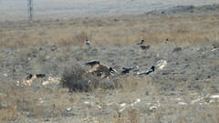 Corvus cornix