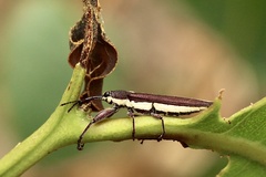 Rhinotia suturalis