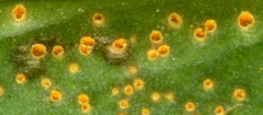 Pucciniaceae
