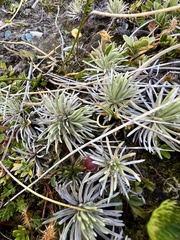 Celmisia sessiliflora