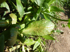 Pucciniaceae