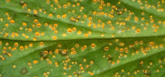 Pucciniaceae