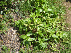 Pucciniaceae