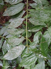 Lasianthus micranthus