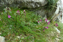 Pedicularis kerneri